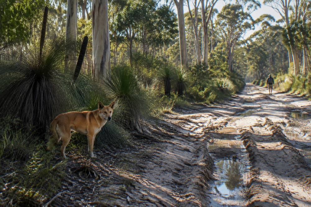 A sandy inland track winding through tall eucalypt forest