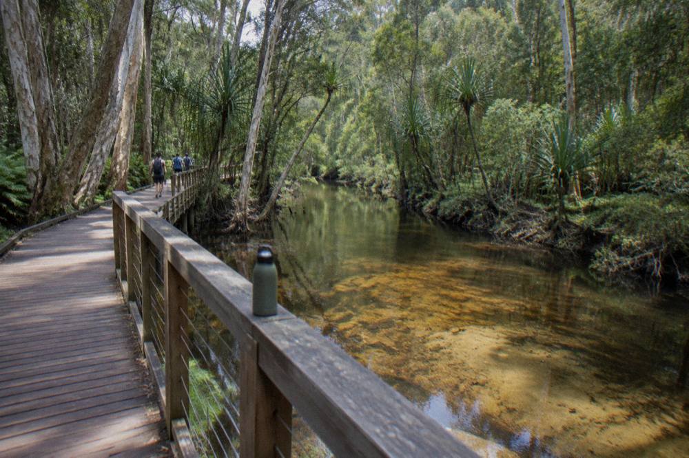 Wooden boardwalk leading through tall rainforest beside a creek