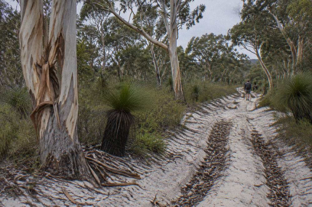 Sand track through tall eucalypt forest on a large sand island