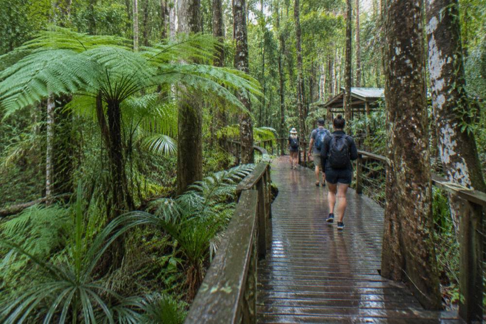 A group of people walking along a boardwalk through tall forest