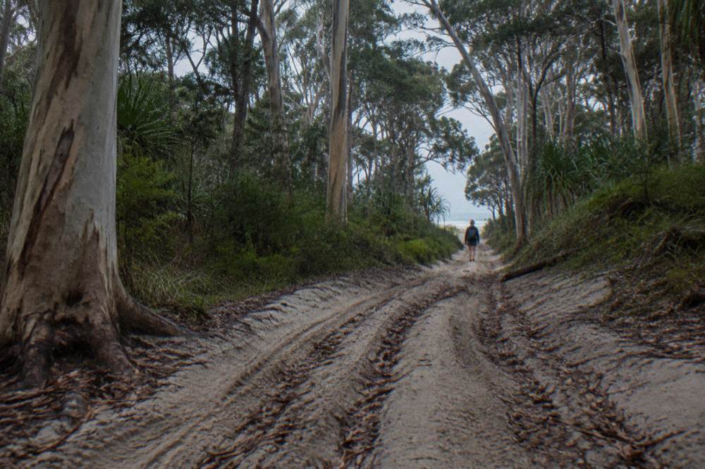 A four wheel drive track winding through tall eucalypt forest toward a lake clearing