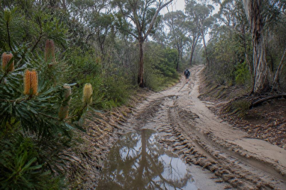 A sand track winding through dense eucalypt forest toward a distant lake clearing