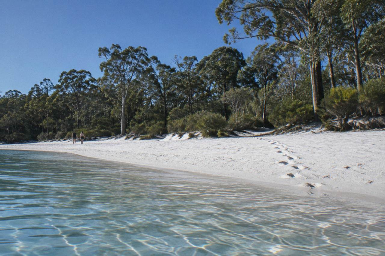 A white sand lake shore ringed by tall eucalypt forest under a clear blue sky
