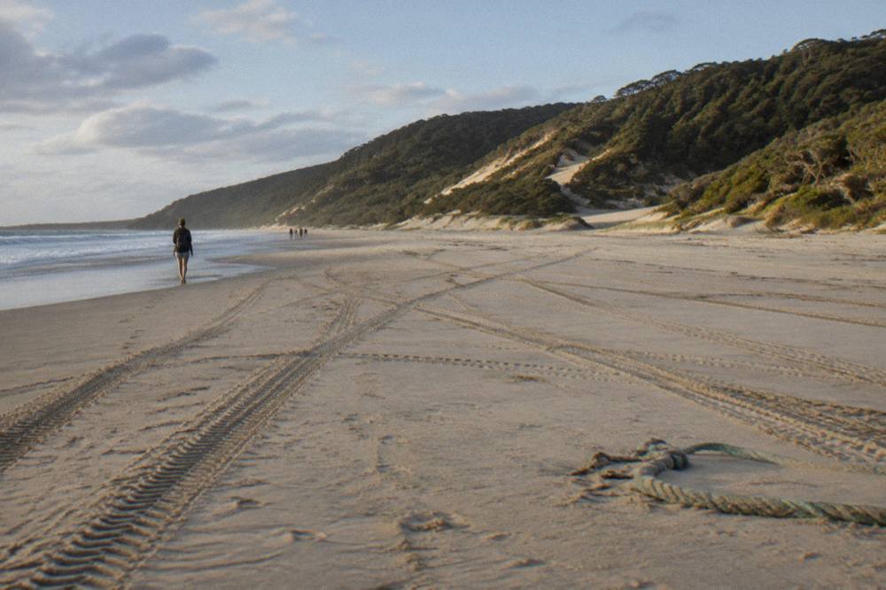 Four wheel drive tracks along a wide sandy beach with tall forest behind