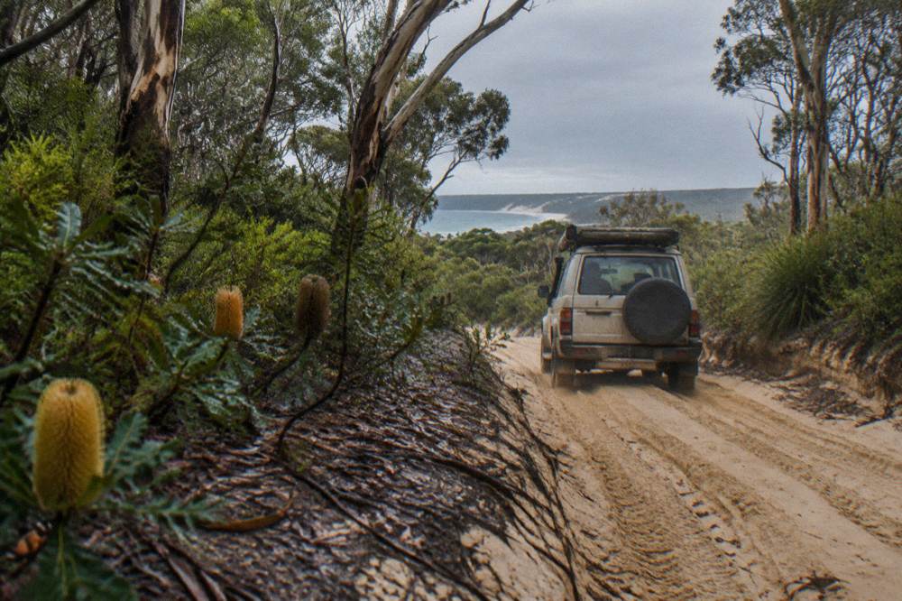 A guided four wheel drive vehicle on a wide sand track through coastal forest