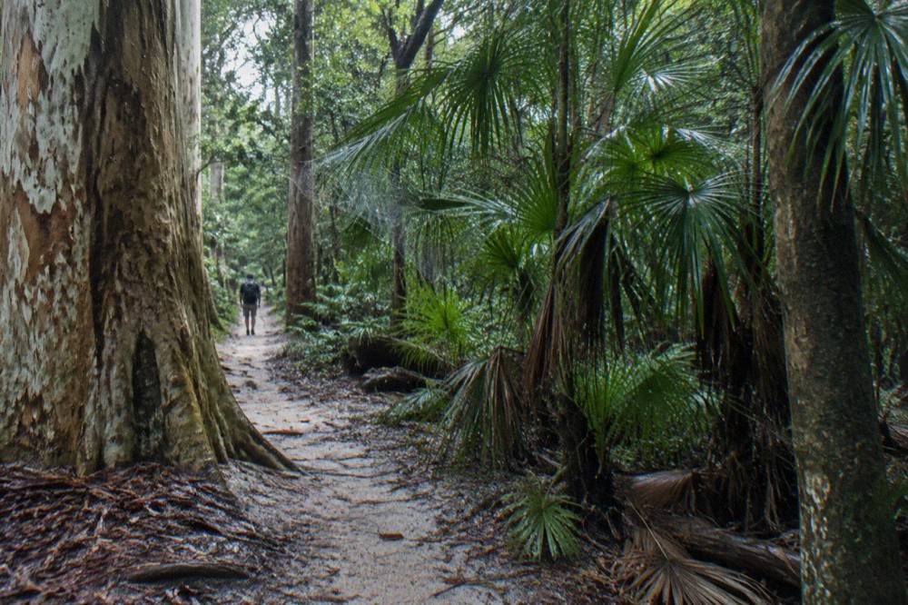 Sandy walking track through tall trees and understorey in island rainforest
