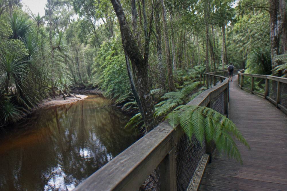 Wooden boardwalk winding through tall rainforest beside a creek