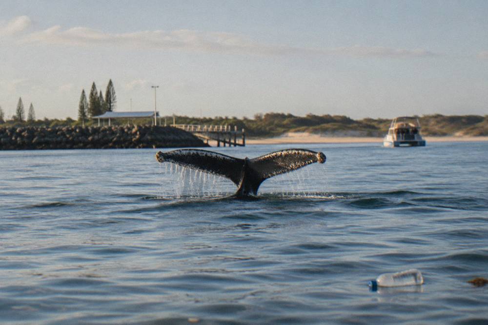 A humpback whale tail fluke rising above calm water with a small boat in the distance