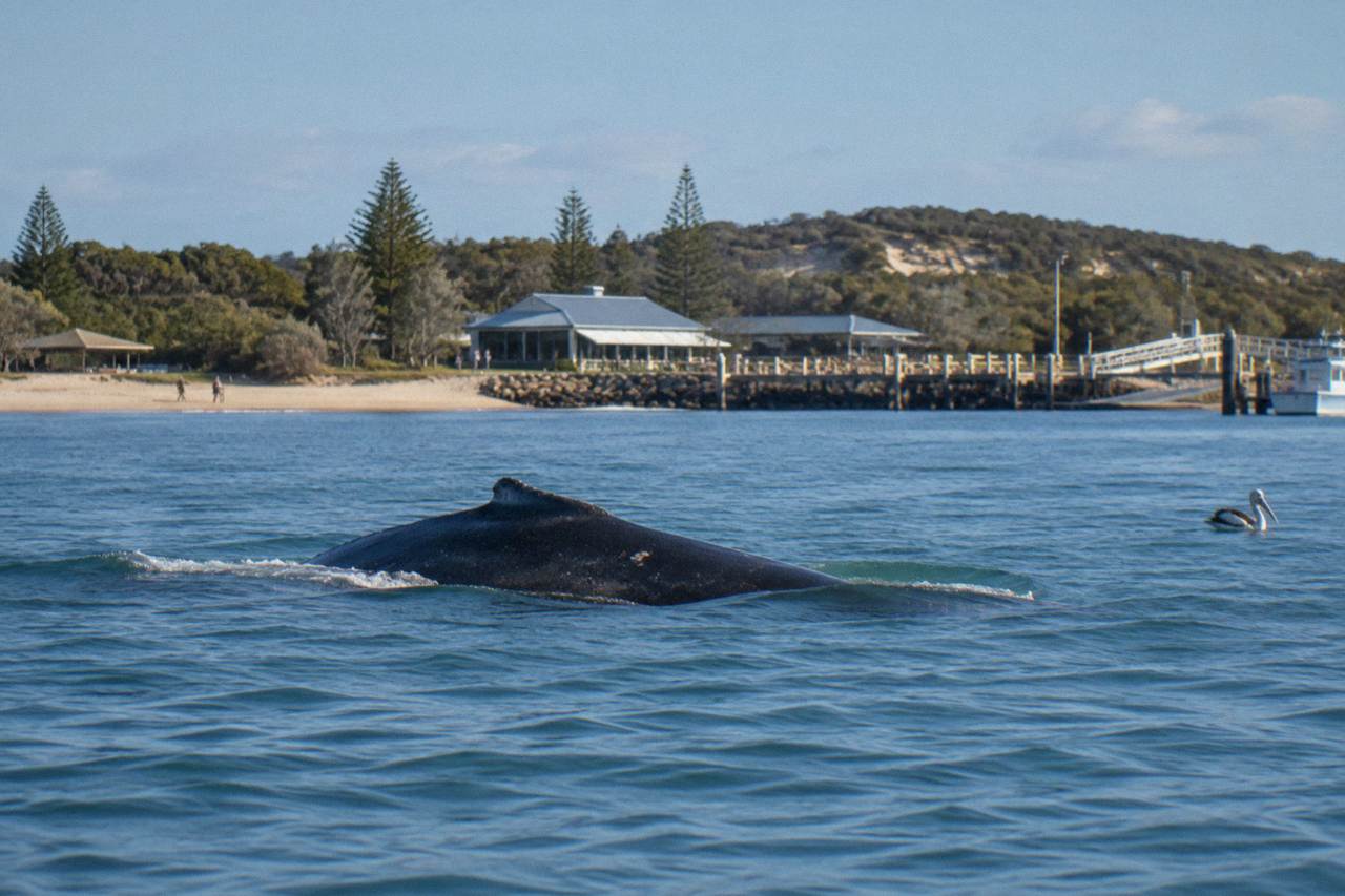 A humpback whale surfacing in calm blue water near a sandy island shoreline