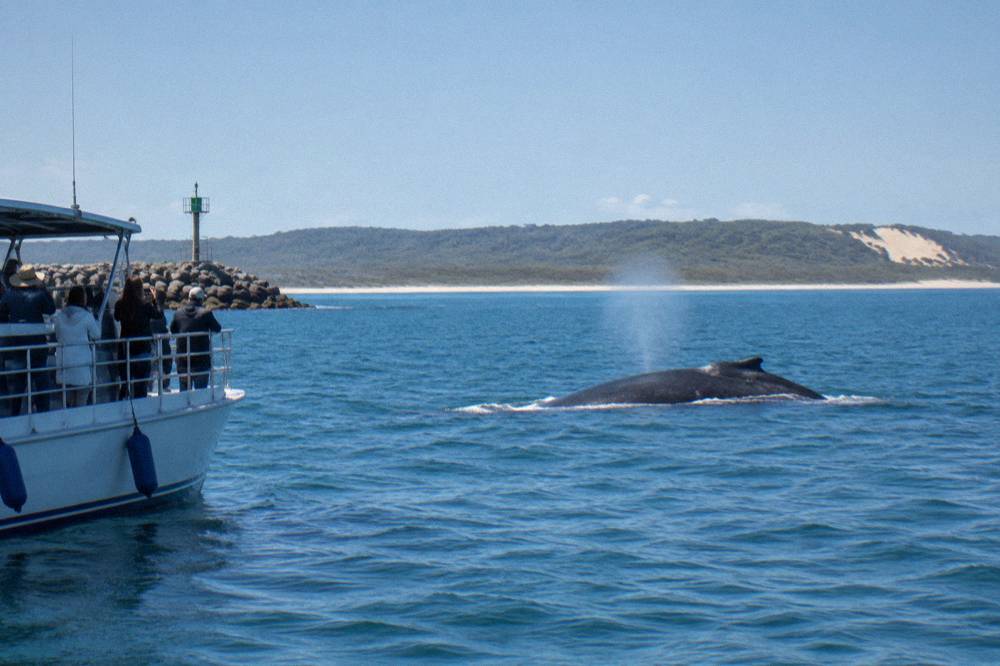 A humpback whale surfacing in calm blue bay water near a small boat
