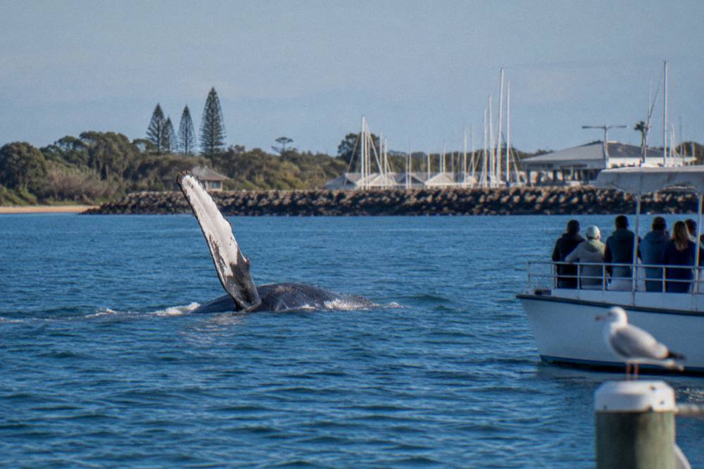 A humpback whale breaching near a small boat in calm blue bay water