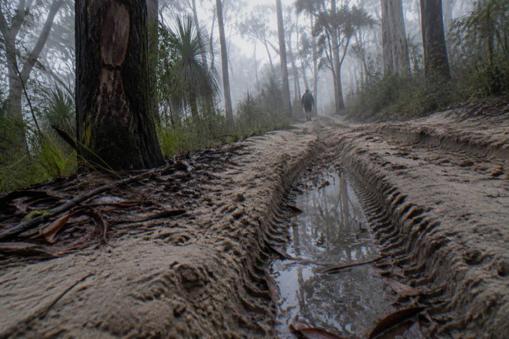 Deep soft sand tracks winding through tall coastal forest on a sand island