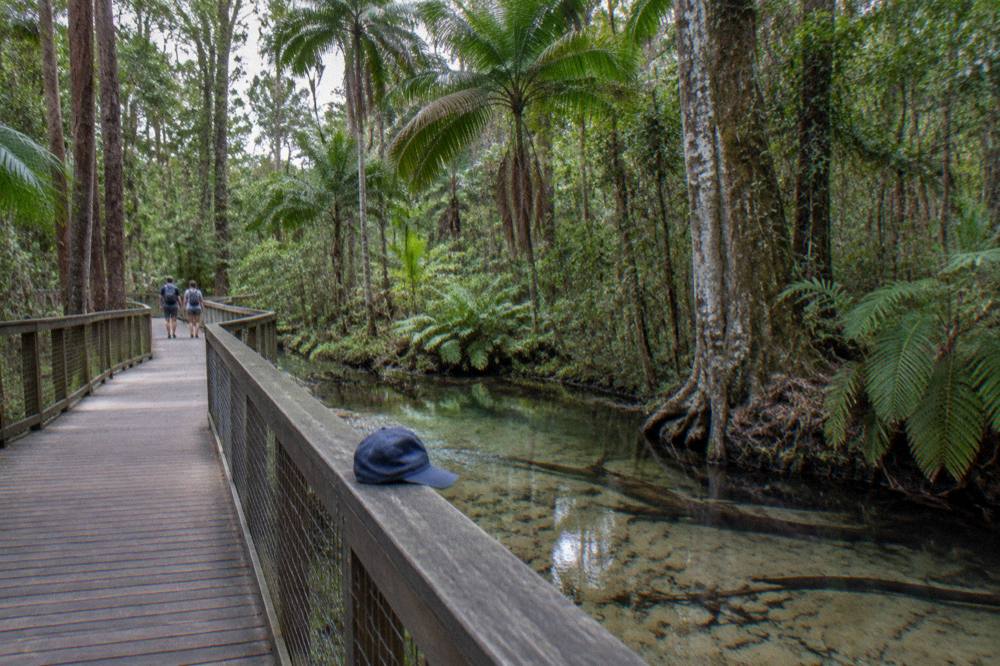 A tour group of guests walking along a rainforest boardwalk beneath tall trees beside a clear creek