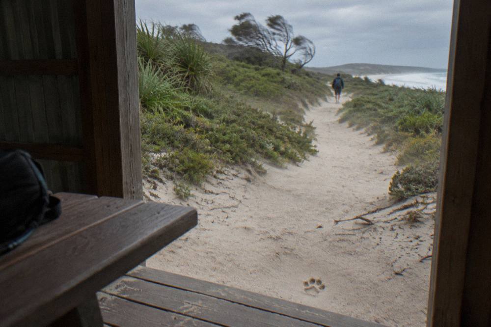 A sandy beach track with low coastal vegetation on K'gari