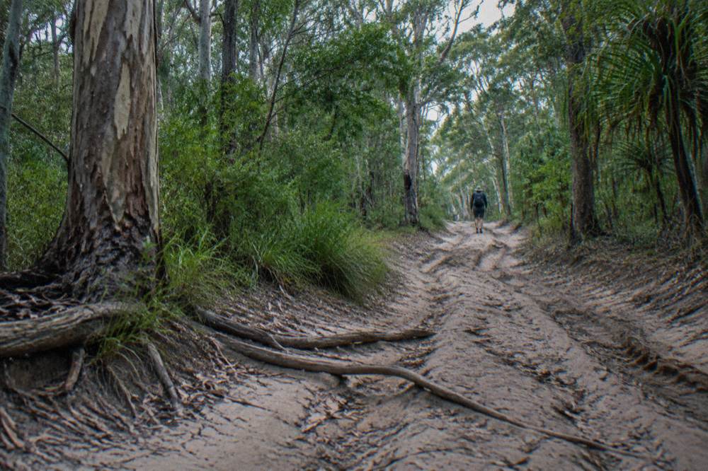 Sandy inland track winding through tall forest on a sand island
