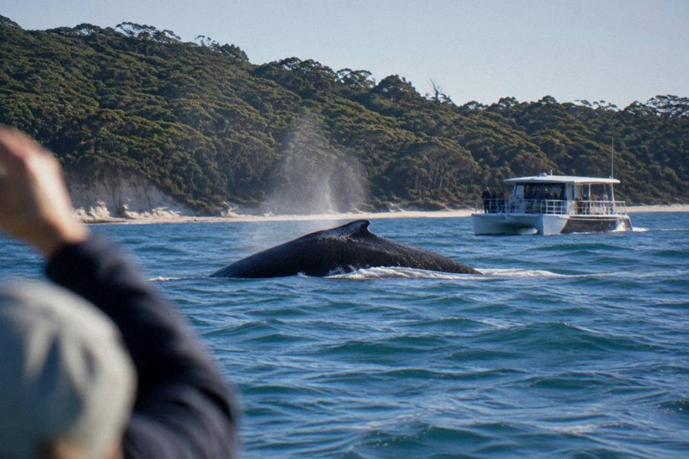 Catamaran cruising close to a forested shoreline with a humpback whale surfacing nearby