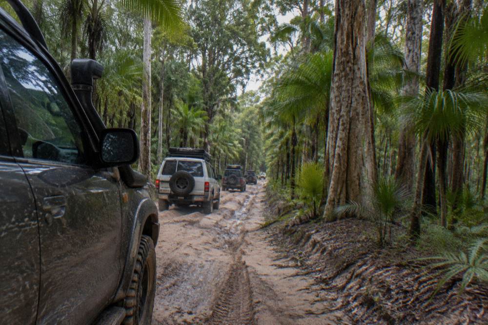 A line of four wheel drive vehicles travelling in convoy along a sandy inland track through forest
