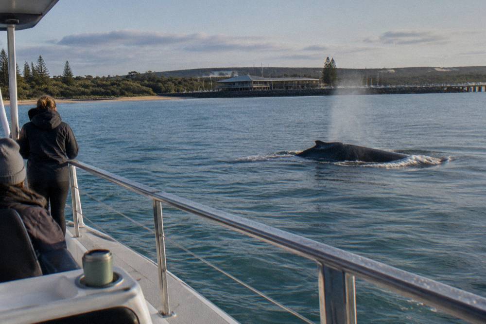 A humpback whale surfacing near a whale watching catamaran on calm water