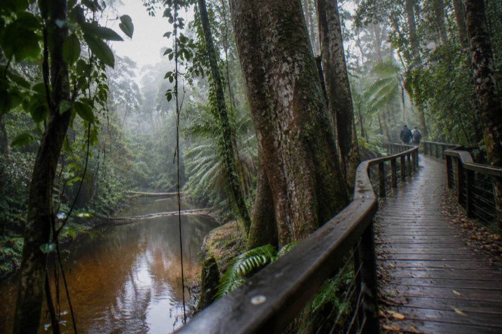 A timber boardwalk winding through tall rainforest beside a creek