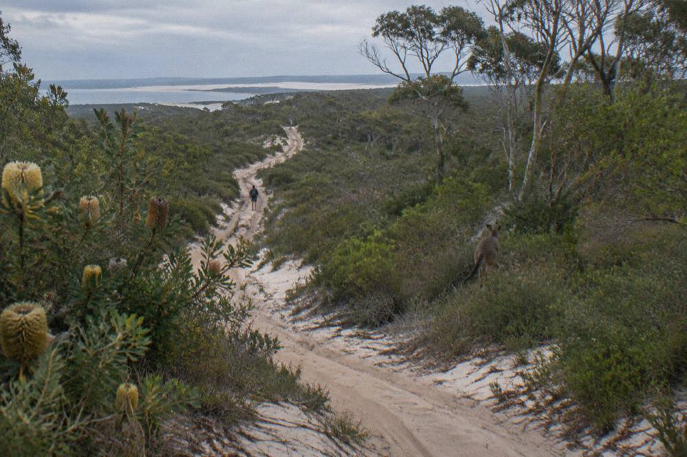 A four-wheel-drive track winding through coastal forest on a sand island