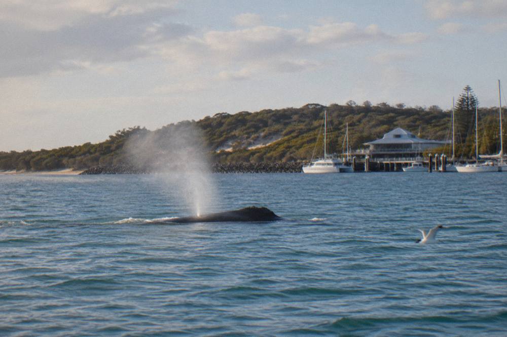 A humpback whale surfacing in calm turquoise water with a low headland in the distance