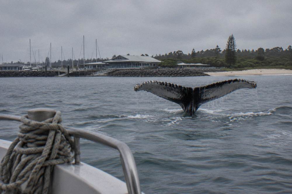 A whale tail fluke above the water surface seen from a boat deck
