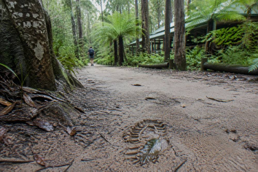 Tall rainforest trees and ferns along a sandy inland track on K'gari
