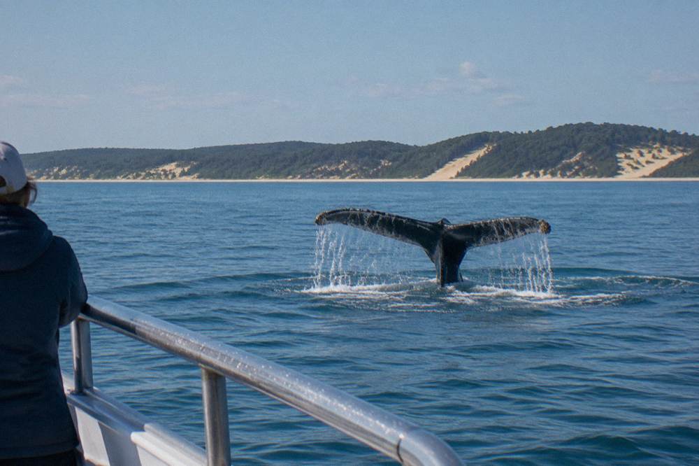 A whale tail breaking the surface of calm blue bay water